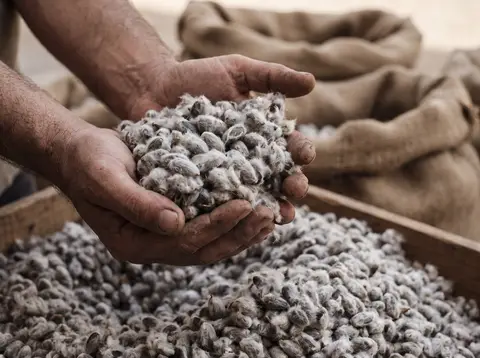 Hands lifting raw fuzzy cotton seeds from a heap