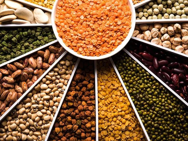 Raw pulses lentils chickpeas for export